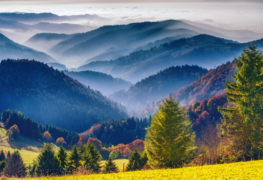 Der Schwarzwald lädt zu vielseitigen Wanderungen durch malerische Landschaften ein.