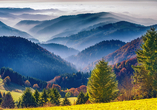 Der Schwarzwald lädt zu vielseitigen Wanderungen durch malerische Landschaften ein.