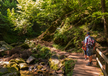 Wandern Sie durch die Wutachschlucht und bestaunen Sie ein beeindruckendes Naturwunder.