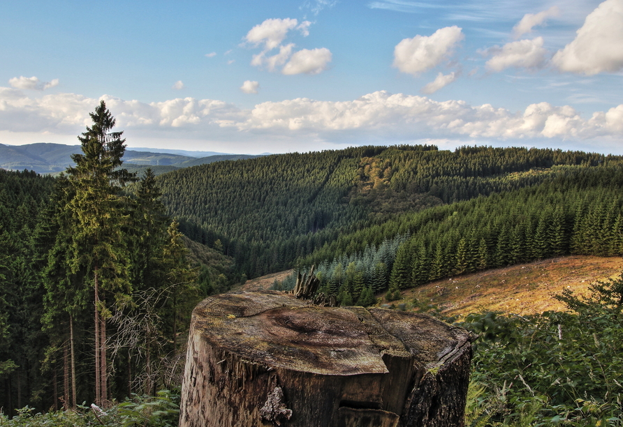 Der Rothaarsteig zählt zu den beliebtesten Wanderwegen der Region.