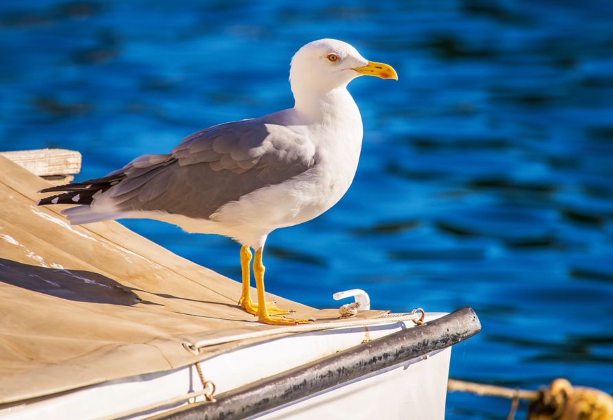 Möwen gehören an der Ostsee einfach dazu.