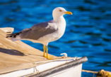 Möwen gehören an der Ostsee einfach dazu.